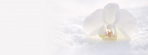 top_bg003